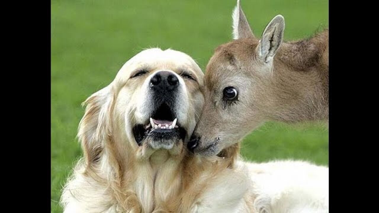 Unbelievable Animal Friendships!