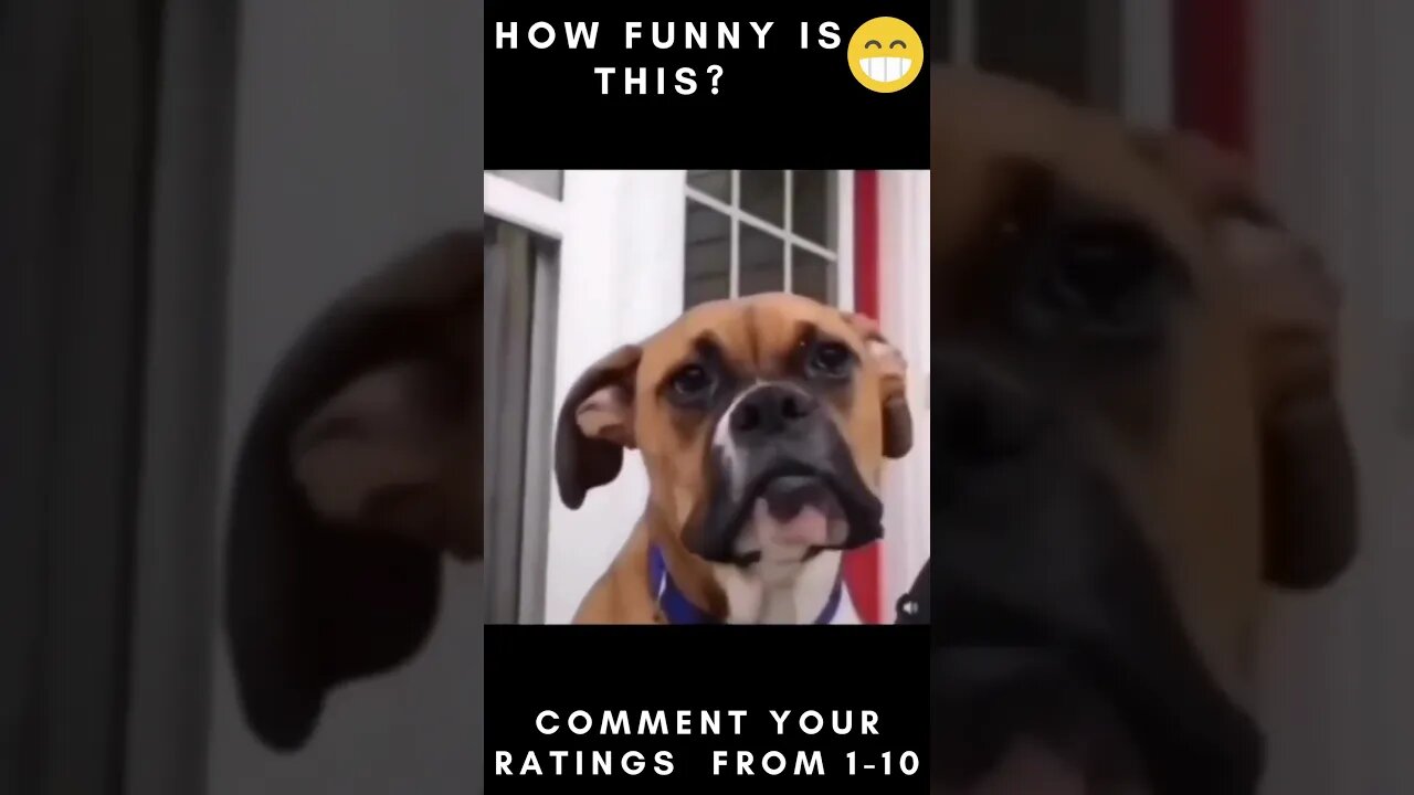 Funny Dogs Video Compilation pt1 😂😂😂....... #shorts