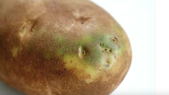 Why You Shouldn’t Eat Potatoes When They Look Like This