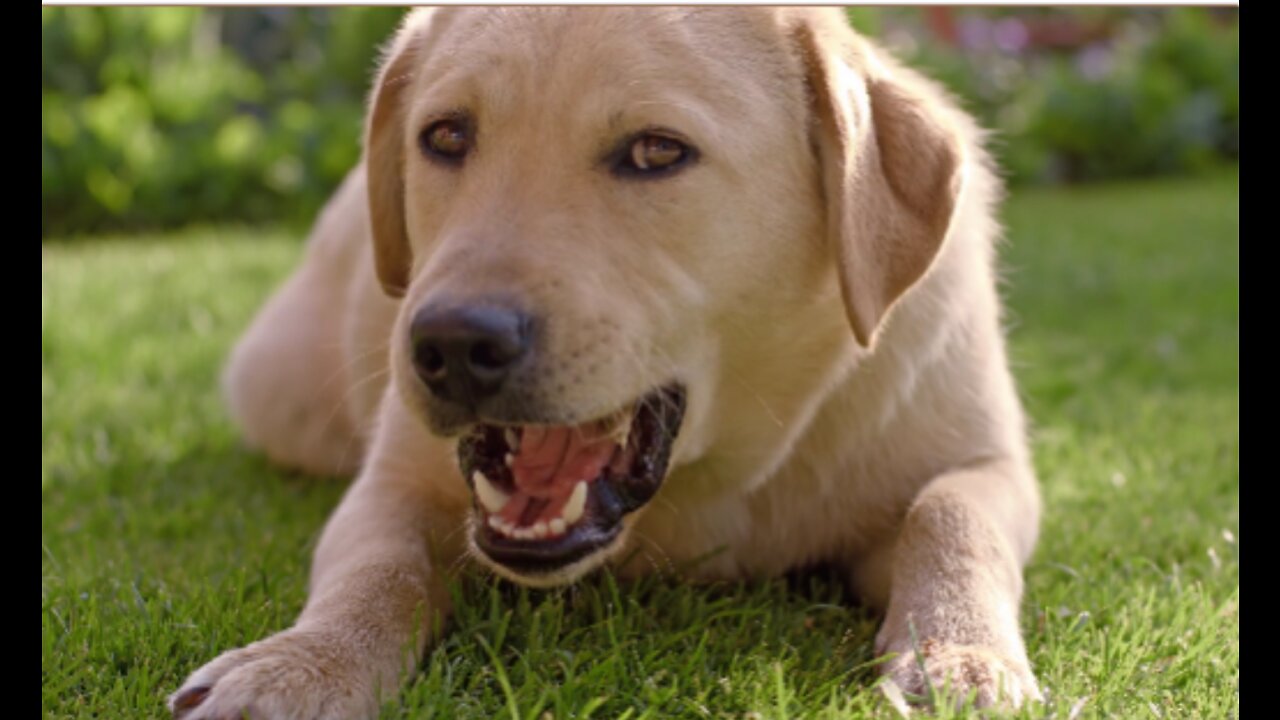 The dog's bone-eating scene was captured on camera