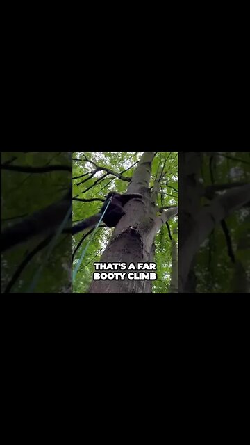 Have you seen THIS!! WOW 🙀 #shorts#walkingacat#catsinatree