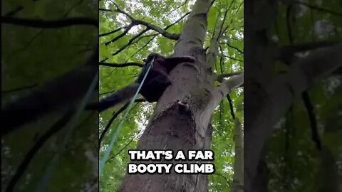 Have you seen THIS!! WOW 🙀 #shorts#walkingacat#catsinatree