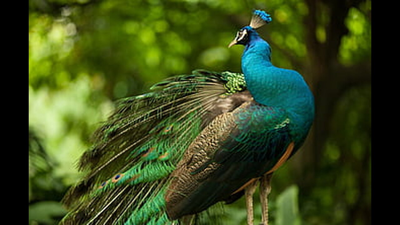 Beautiful peacock #peacock #birds