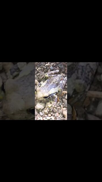 My Caribbean Frog #frog #shorts