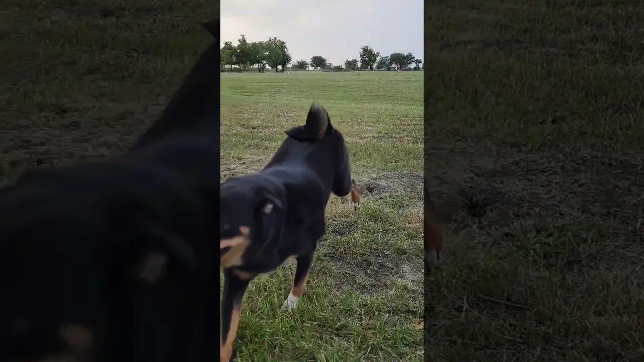 Running the dog 🐕