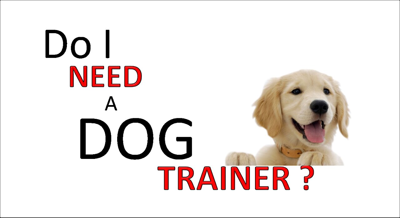 Do I Need A Dog Trainer?