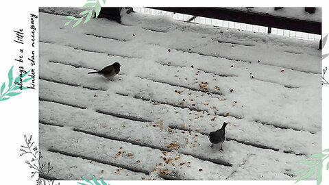 Dark-Eyed-Juncos