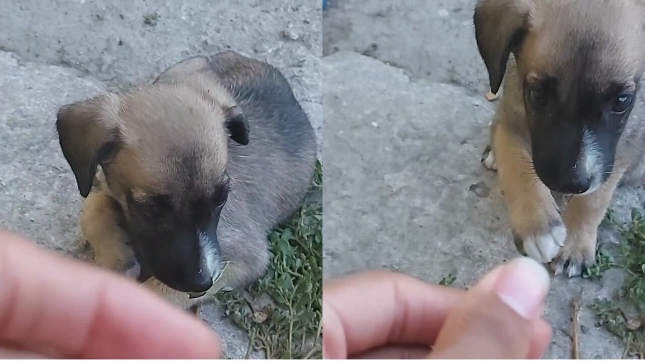 Cute Lil Puppy Tries To Trick Owner To Bite His Fingers😅😂