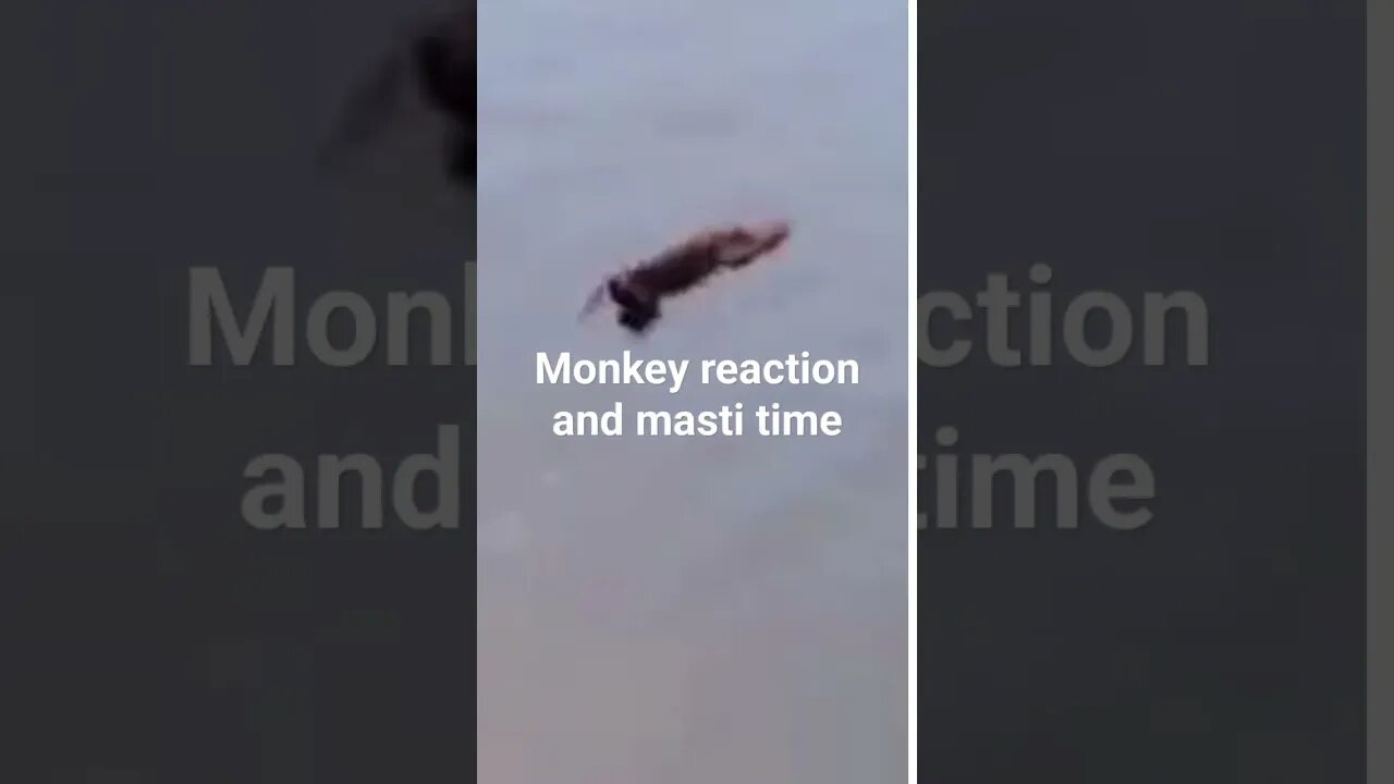 Monkey🐒 masti time #funnyshorts #monkey#masti