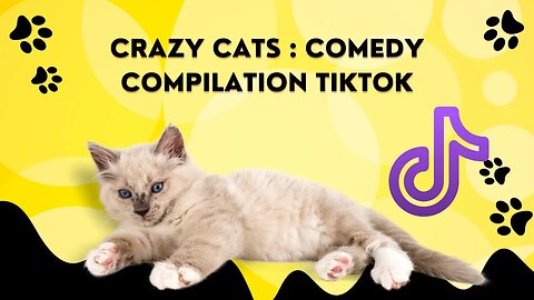 Crazy Cats : Comedy COMPILATION TIKTOK