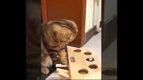 Funny Cats #shorts Video