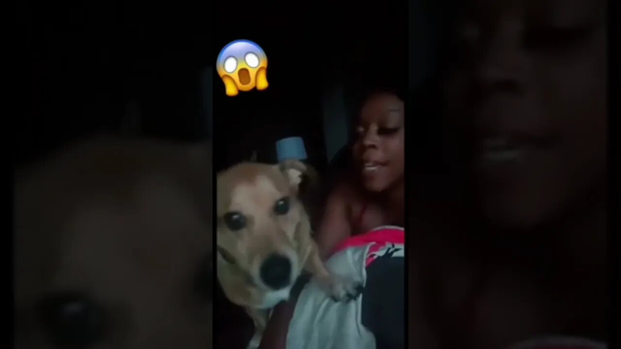 Messed Up: It Be Your Own Dogs That Embarrass You!