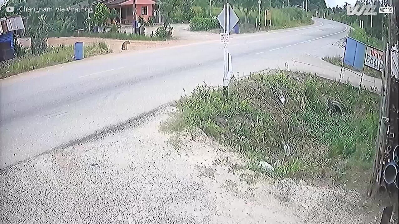 Un camion perd le contrôle et se retrouve au dessus d'un motard