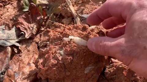 Native America Hafted Scraper Unearthed