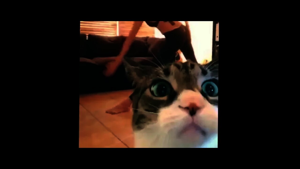 Funny Cat puts her hands up high!