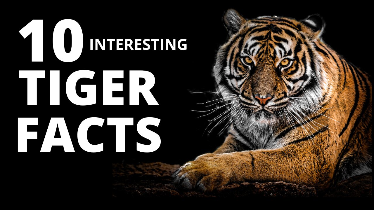 10 Amazing Facts about Tigers