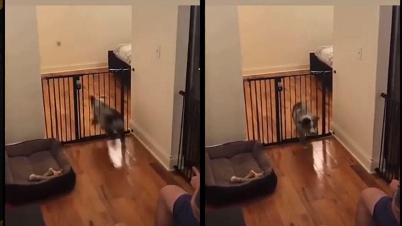 DOG WALKS THROUGH CLOSED GATE LIKE IT'S NOTHING