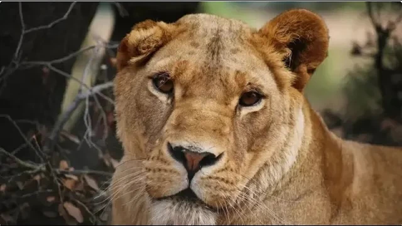 Quem salva os animais nas guerras? Refúgio na Jordânia abriga vítimas ...