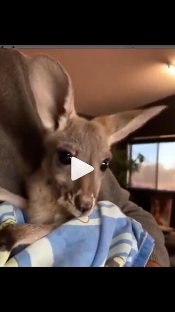 How sweet is this baby kangaroo? ❤️