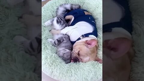 Dog sleeping with cat #petvideos #funnyvideo