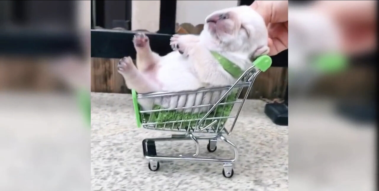 Cute and Funny Dog Videos Compliation