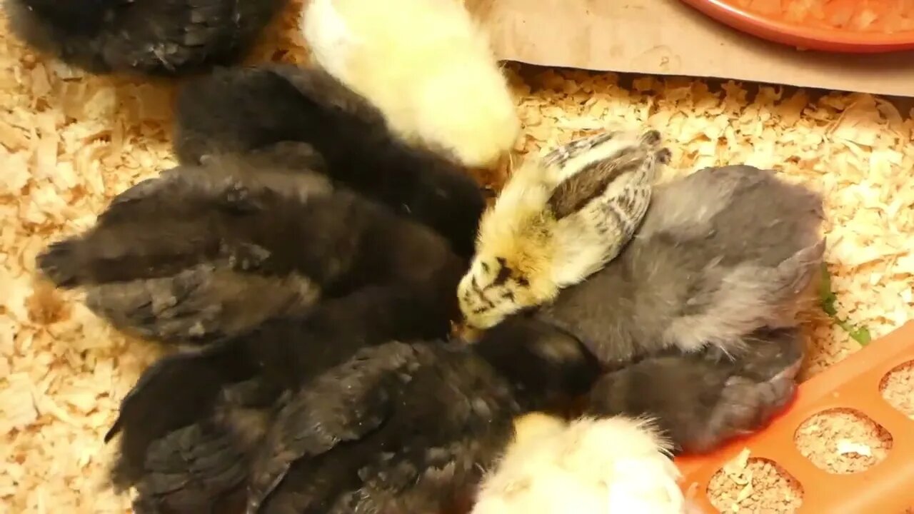 Simple treat for chicks and chickens.