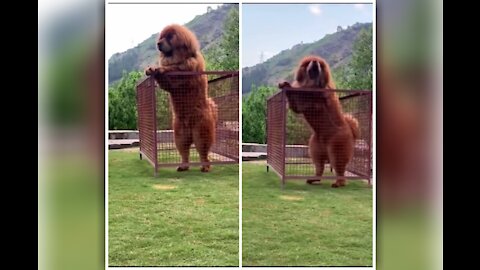 Titan Dog. The Tibetian Mastiff