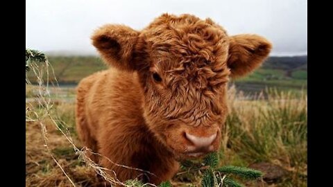 Cute baby curly cow enjoys combing