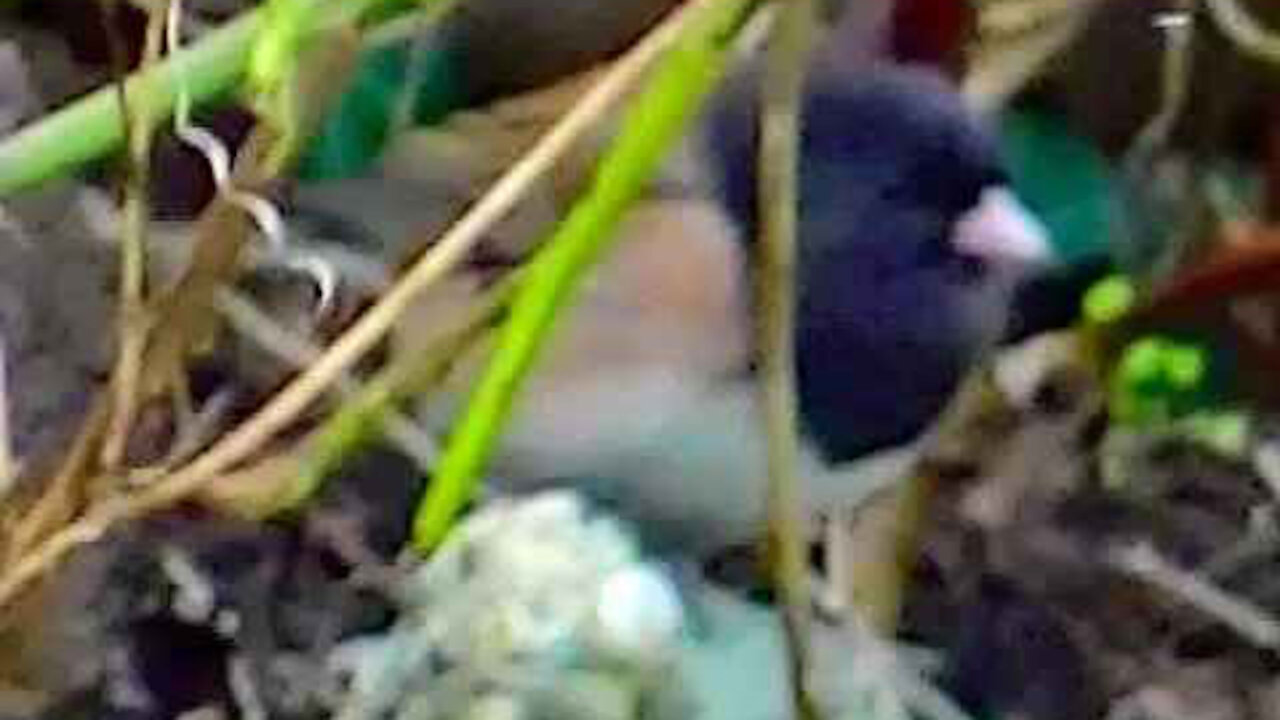 IECV NV #181 - 👀 Dark Eyed Junco Looking For Food By The Rocks And Stickers 2-11-2016