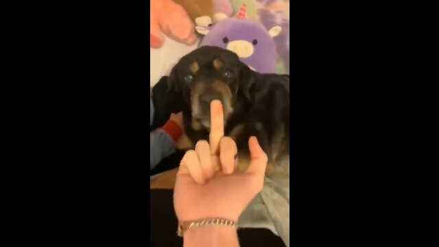 SHOW Middle Finger To Dog And What Reaction 😮