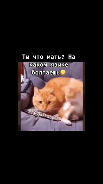 эти приколы искали все / приколы 2022 / приколы 2022 тик ток / тик ток приколы смотреть