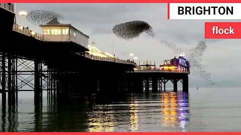 Mesmerising footage shows starling flock flying