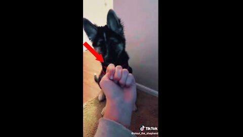 Tik Tok : When dogs respect themselves