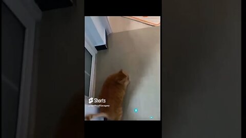 Crazy Clumsy Pets acting out! 😂#funnyanimals
