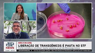 Kellen Severo: Liberação de transgênicos é pauta no Supremo; cientista político repercute