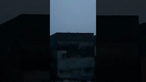 Owl Family: Dark Evening