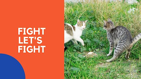 Cats are in fighting mode at top
