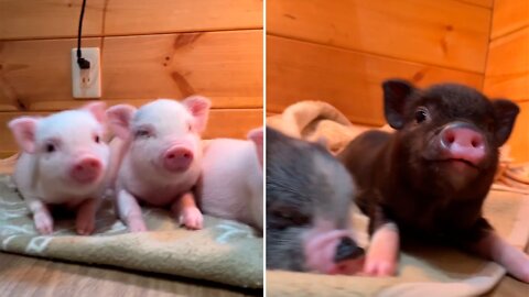 Little pigs in PIGNIC