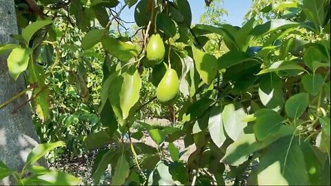 Mollie Engelhart - Ancient Avocados!