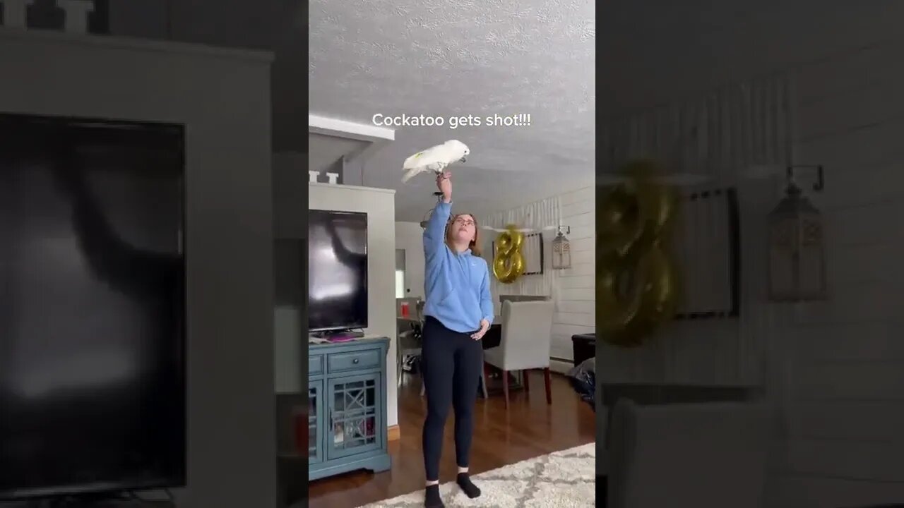 That’s the best Gotta teach mine that Video By zeustheumbrellacockatoo #Shorts