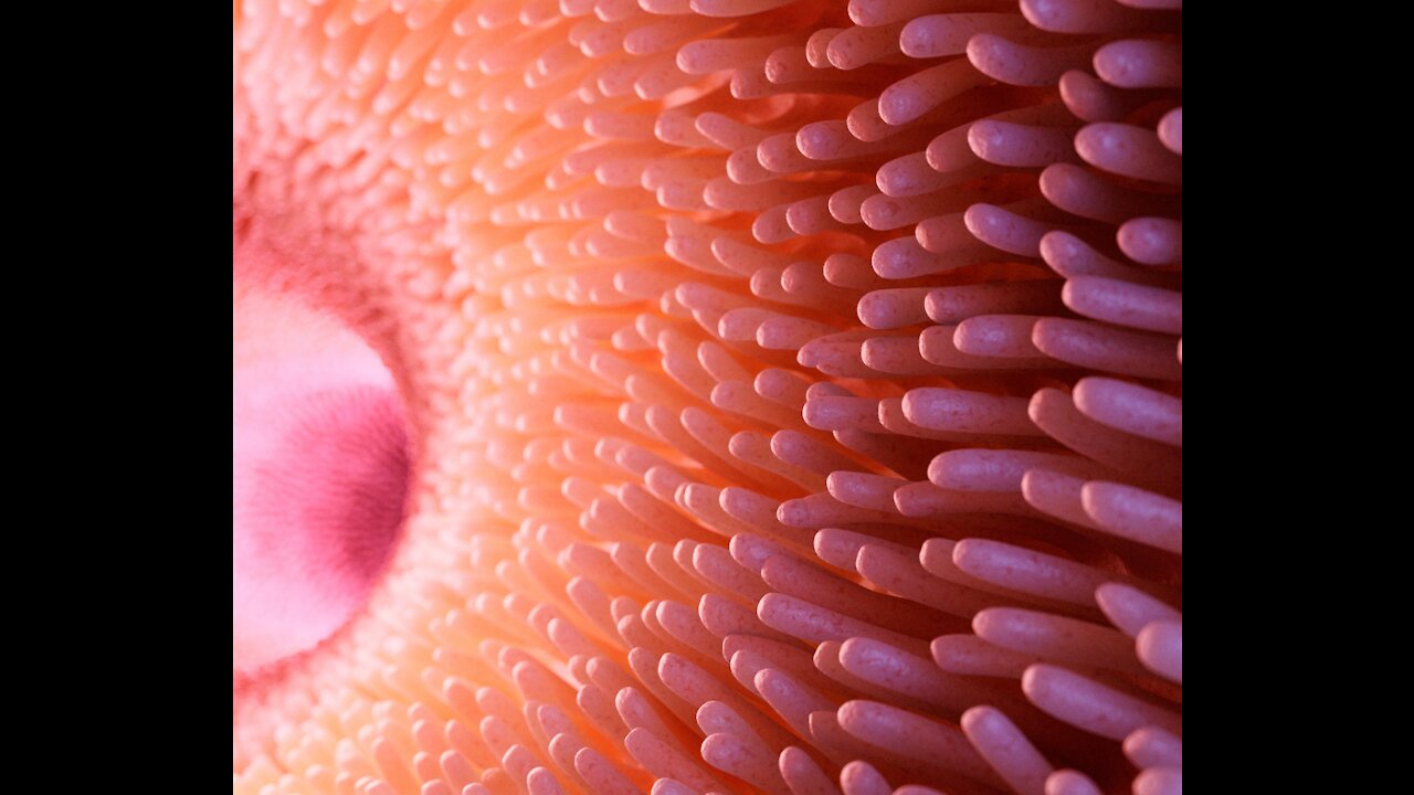 How to Restore your Gut Health - Part 1