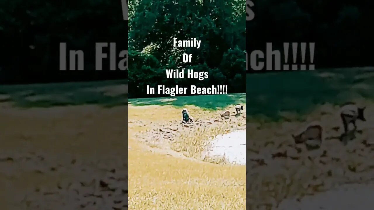 #florida #wildhogs #floridawildlife #flaglerbeach #mobiledweller #hobolife #minimalist #wildlife