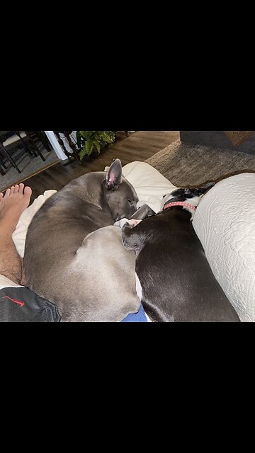 Dogs knows feeding time