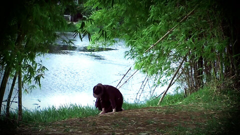 O Lago, Bambus e um Peixe