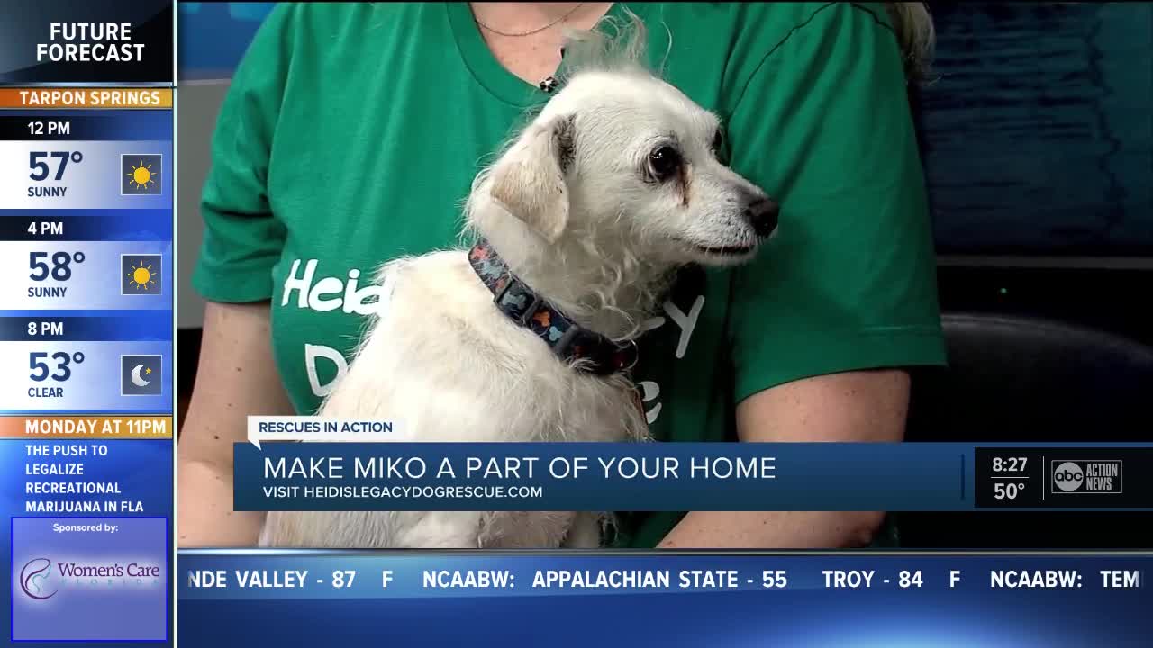 Rescues in Action Jan. 5 | Miko needs full-time home