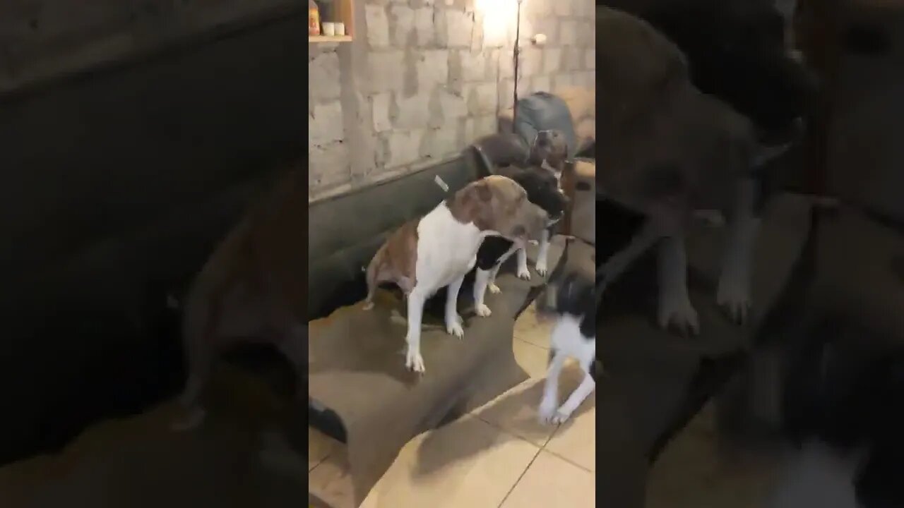 A Symphony of Exited Bulls