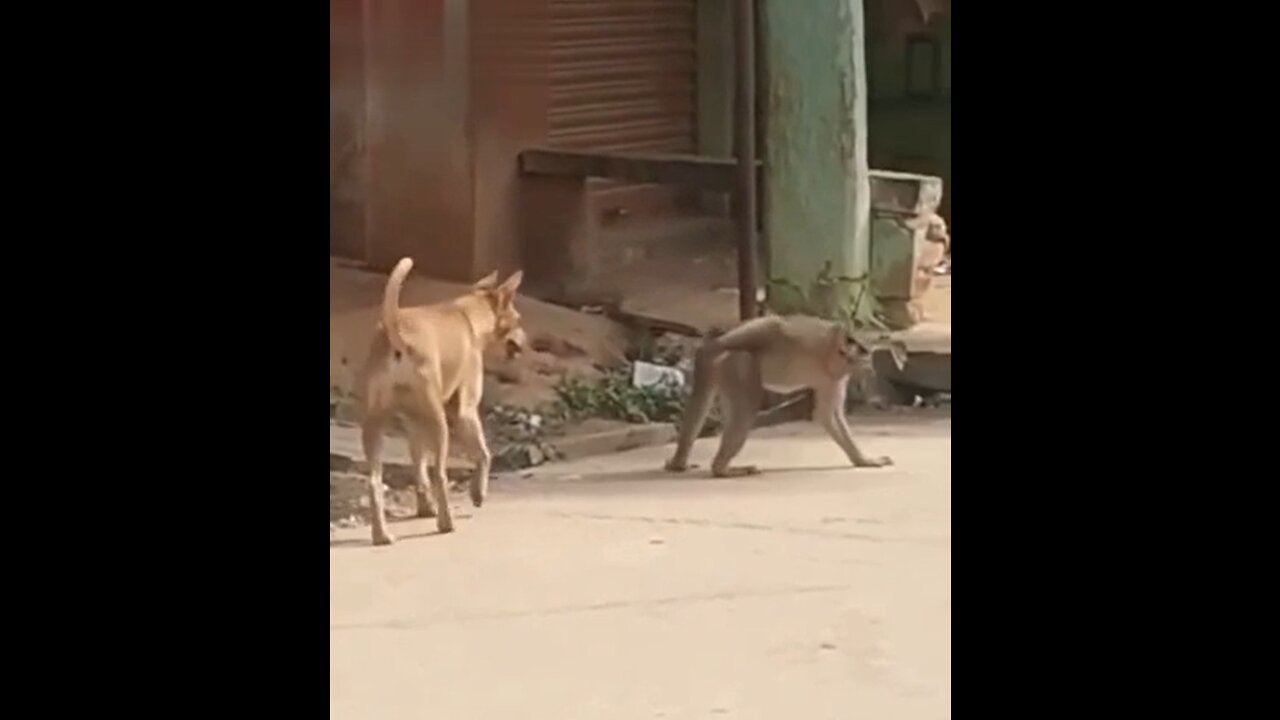 Monkey and dog very funny moment