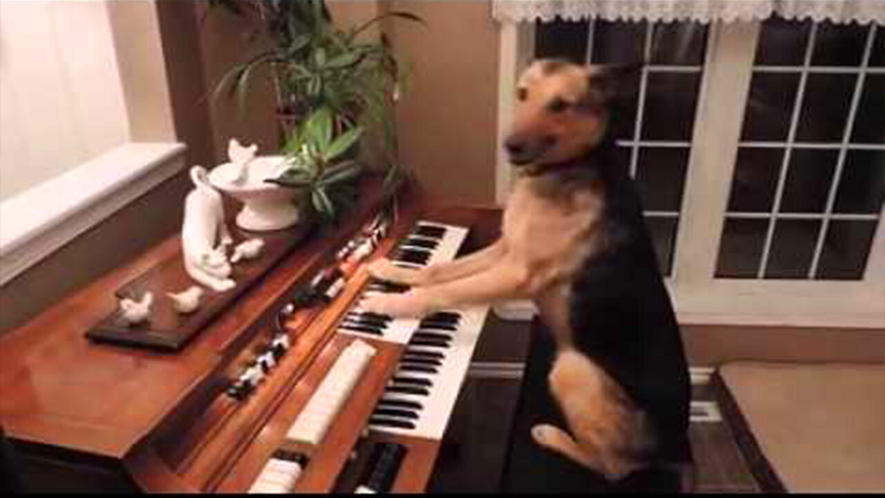 DOG PLAYING PIANO Wolfgang Amadeus Dogzart !! Animal Funny Video