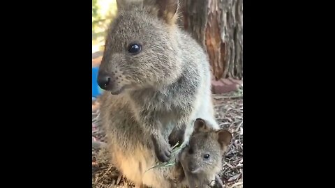 Cute funny Quokka -161