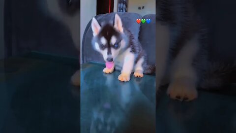 Captivating Bi-Eyed Husky Puppy: A Mesmerizing Blend of Beauty and Charm #shorts #puppy #doglover